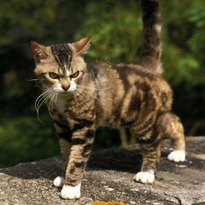 Amerikan Wirehair Kedisi