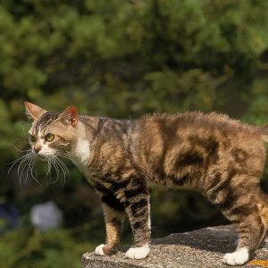 Amerikan Wirehair Kedisi Özellikleri