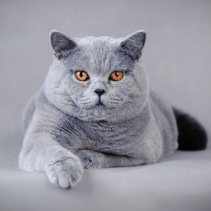 British Shorthair Özellikleri