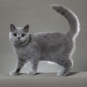 British Shorthair Tarihi