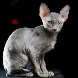 Cornish Rex Kedisi