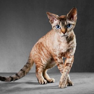 Cornish Rex Kedisi Özellikleri