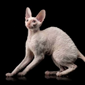 Cornish Rex Kedisi Resimleri