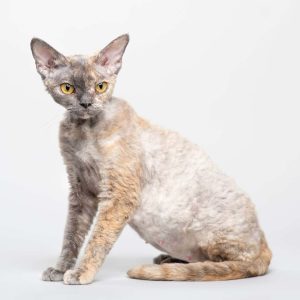 Devon Rex Kedisi