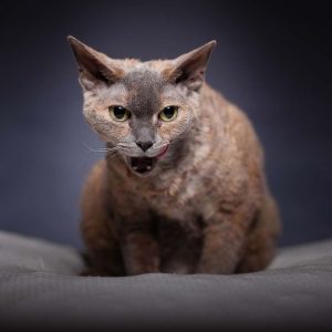 Devon Rex Kedisi Özellikleri