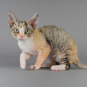 Devon Rex Kedisi Resimleri