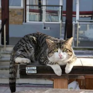 Kıbrıs Kedisi Resimleri