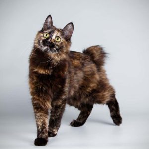 Kurilian Bobtail Kedisi