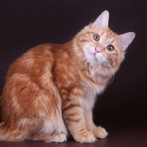 Kurilian Bobtail Kedisi Resimleri