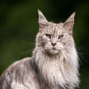 Maine Coon Kedisi