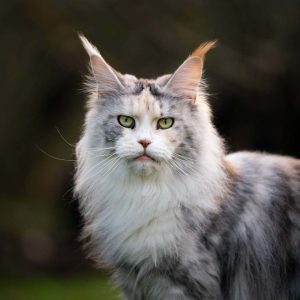 Maine Coon Kedisi Özellikleri