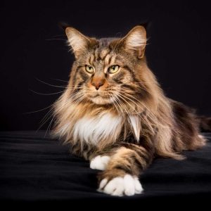 Maine Coon Kedisi Resimleri