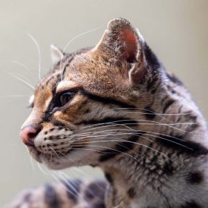 Margay Kedisi Resimleri