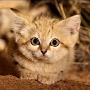 Mojave Spotted Kedisi Özellikleri