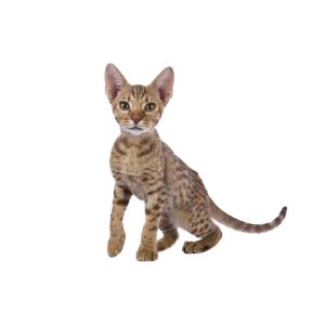 Ocicat Kedisi