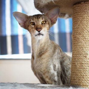 Oriental Shorthair Kedisi