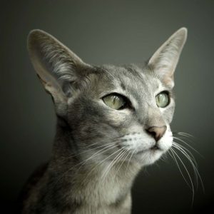 Oriental Shorthair Kedisi Özellikleri