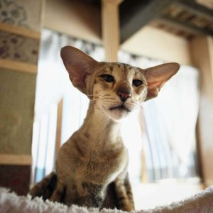 Oriental Shorthair Kedisi Resimleri