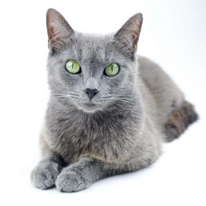 Russian Blue Kedisi