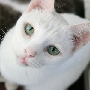 Russian White Kedisi Resimleri
