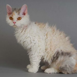 Selkirk Rex Kedisi