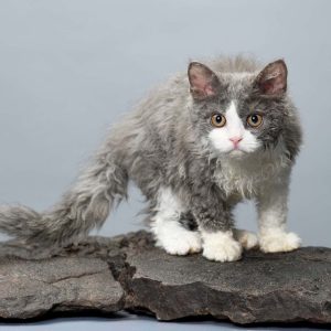 Selkirk Rex Kedisi Özellikleri