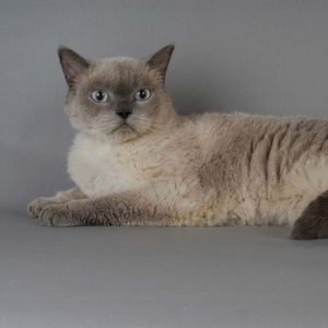 Selkirk Rex Kedisi Resimleri