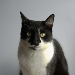 Smokin Kedisi (Tuxedo) Resimleri