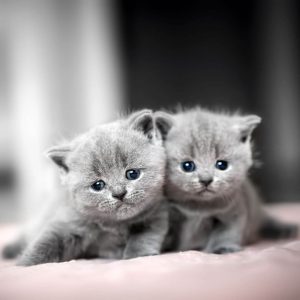 Yavru British Shorthair